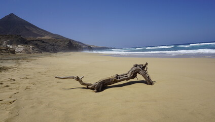 Fototapeta premium driftwood on the beach