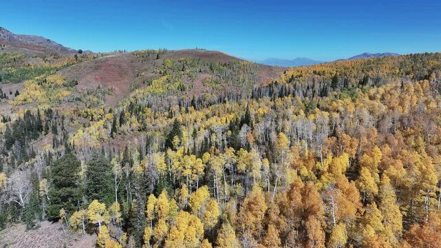 Aerial Mnt Nebo canyon scenic forest autumn ridge. Beautiful season fall colors Aspen, Oak and Pine forest. Canyon central Utah. Exploring natural landscape. Seasonal weather. Nature recreation.