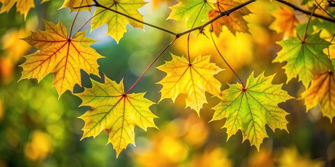 Fototapeta premium Macro background of colorful maple leaves on tree