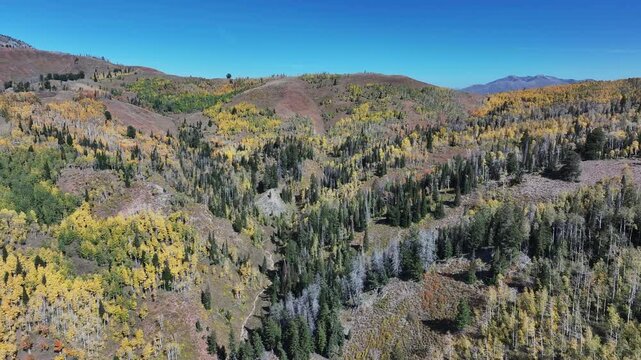 Aerial Mnt Nebo peak canyon scenic forest autumn pull 2. Beautiful season fall colors Aspen, Oak, Pine forest. Canyon central Utah. Exploring natural landscape. Seasonal weather. Nature recreation.