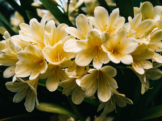 Fototapeta premium Clivia flower