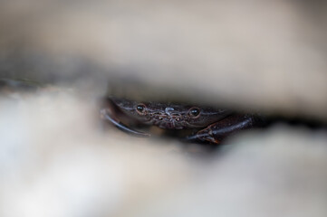 Crab hidden in the rock, staring the camera, focus on the crab, foreground out of focus in purpose, in Keelung city, Taiwan.