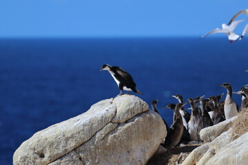 black-faced cormorant