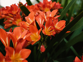 Fototapeta premium Orange clivia flower