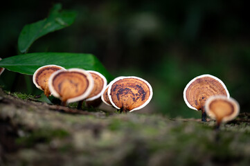 close up of little mushroom growing on the rotten wood full of moss, foreground and background out...