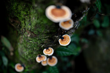 close up of little mushroom growing on the rotten wood full of moss, foreground and background out of focus in purpose, in New Taipei City, Taiwan.