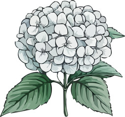 hydrangea illustration