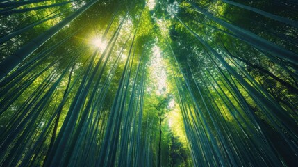 Tranquil Bamboo Forest with Sunlight Filtering Through