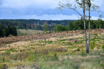 Abgeholzter Wald am Rennsteig