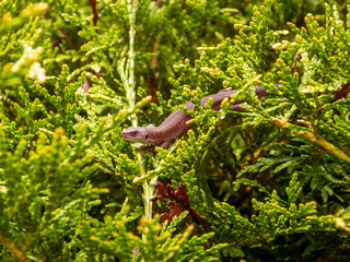 Brown lizard in green thuja tree needles side view