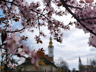 spring in Kulpin rural village, in Vojvodina