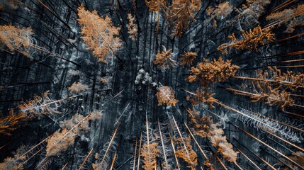 aerial drone view of a dead forest after fire Burnt pine trees after a forest fire ecological disaster
