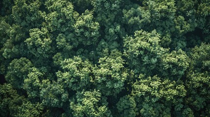 Aerial view of forest ecosystem and healthy environment Texture of green tree forest