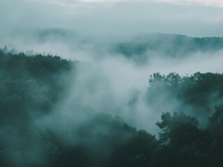Misty Calm in a Dense Forest Setting