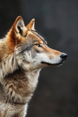Fototapeta premium Majestic Wolf Standing Against Dark Background