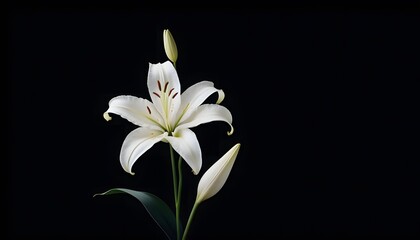 Obraz premium Elegant white lily in bloom against dramatic black background