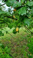 Fruit cup of Quercus robur