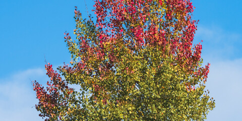 aspen tree in red and green at fall