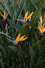 Bird of paradise, flower of a strelitzia reginae