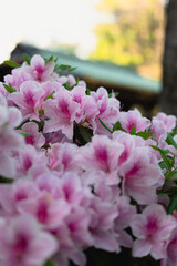 Tokyo, Japan. April 2024. Azalea garden festival at the Nezu Shrine in Bunkyo-Ward, Tokyo.
