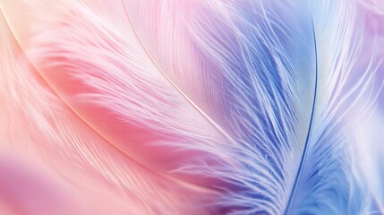 Obraz premium Soft Colorful Feathers in Pink and Blue Tones