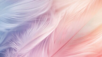 Fototapeta premium Soft Pastel Feathers in Gentle Light