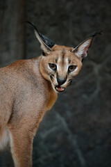 Portrait of caracal