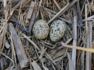 Common tern (Sterna hirundo) nest in the northern marshes (terrestrialization mire). Tray lined with narrow-leaved catoptric (Typha angustifolia) and reed. Ladoga lake © max5128