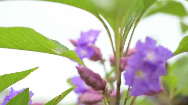 Rare wild flowers which bloom once after every seven years during blooming season. Focus shift and slow motion in which flowers swaying by the wind slowly.