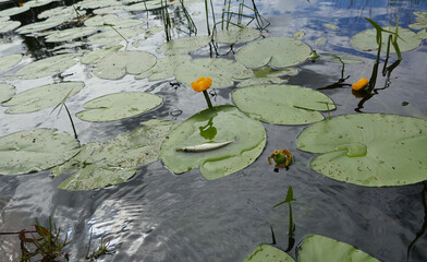 A piece of a north minor river with an arrowhead and yellow water lilies. A pikelet (one-year-old...