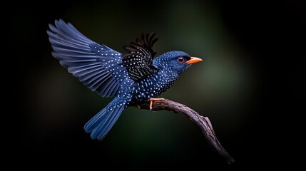 Obraz premium Azure Jewel in Flight 