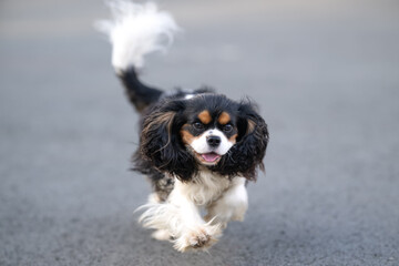 A cute cavalier king charles spaniel is happily running on the street