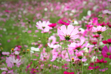 cosmos field nature background
