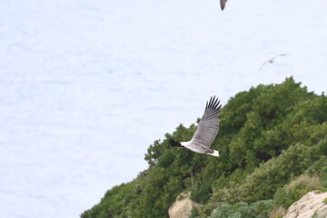 white-bellied eagle