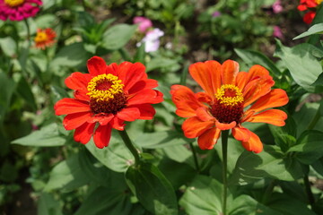 2 flowers of red and orange Zinnia elegans in July