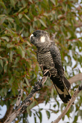 Baudin's Black-Cockatoo