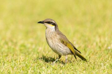 Singing Honeyeater