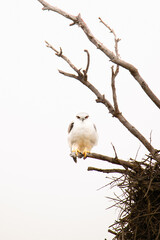 Black-Shouldered Kite