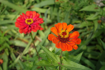 Two red and orange flowers of Zinnia elegans in August