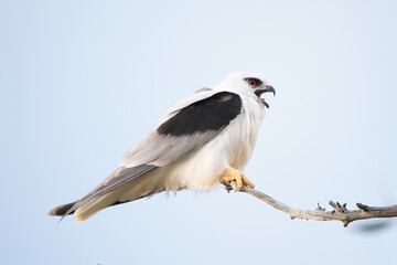 Black-Shouldered Kite