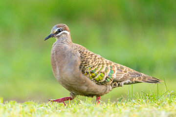 Common Bronzewing