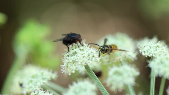 video macro al rallentatore di una mosca nera e una vespa gialla e nera mentre cercano il polline su alcuni piccoli fiori bianchi, di giorno, in estate