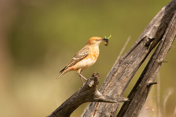 Crimson Chat