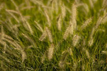 Beautiful grass Pennisetum alopecuroides swaying gently in the wind on a sunny autumn day. Concept of natural beauty, peaceful outdoor environment, and seasonal transition