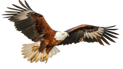 Obraz premium Eagle isolated on white or transparent background, png clipart, design element. Easy to place on any other background.