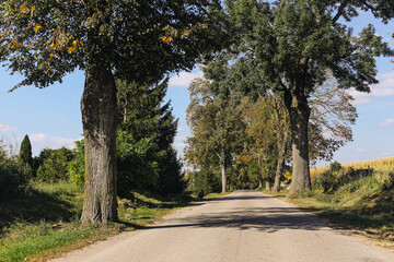 Asphalt road through field, meadow and forest. Beautiful summer landscape with trees along the roadside. Concept of a journey into the unknown. Scenic countryside background. Sunny day car trip.