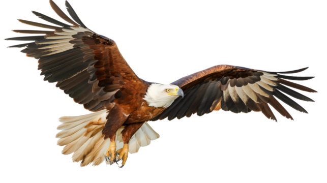 Eagle isolated on white or transparent background, png clipart, design element. Easy to place on any other background.