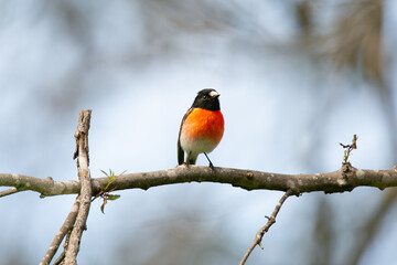 Scarlet Robin