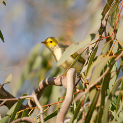 White-plumed Honeyeater