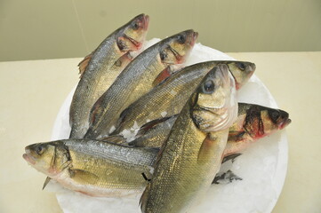 Loup de mer ou Bar